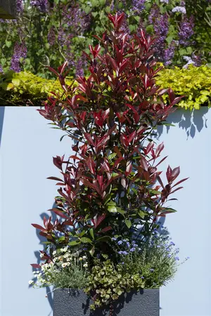 Photinia fras. 'Red Robin' - 180 CM STEM C10 - image 3