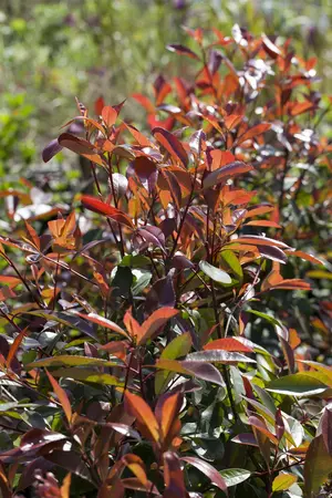 Photinia fras. 'Red Robin' - 60-70 CM C10 - image 1