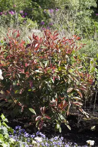 Photinia fras. 'Red Robin' - 60-70 CM C10 - image 2