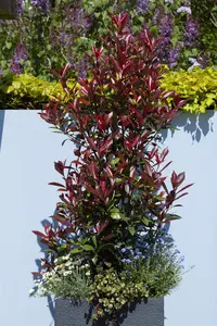 Photinia fras. 'Red Robin' - 60-70 CM C10 - image 3