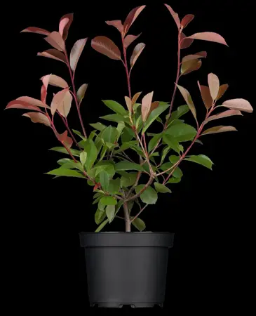 Photinia fras. 'Red Robin' - STEM 180 CM, GIRTH 8-10 CM C25 - image 3