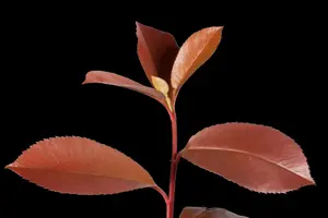 Photinia fras. 'Red Robin' - 175-200 CM 45 L - image 5