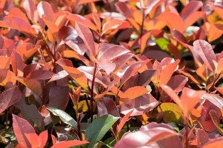 Photinia fras. 'Red Robin' - 150-175 CM C25 - image 5