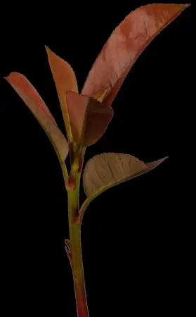 Photinia fras. 'Red Robin' - 160-180 CM C35 - image 4
