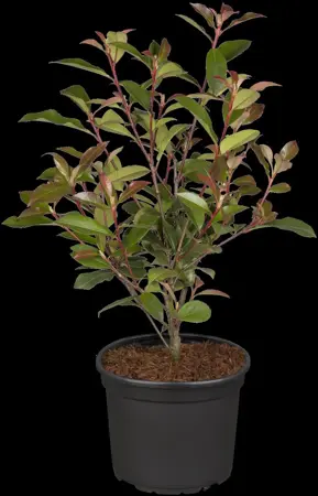 Photinia fras. 'Robusta Compacta' - 40-50 CM C3 - image 2