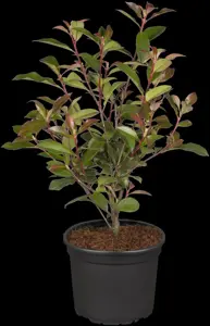 Photinia fras. 'Robusta Compacta' - 40-50 CM C3 - image 2
