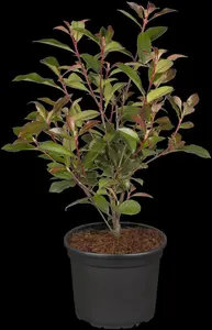 Photinia fras. 'Robusta Compacta' - 90 CM STEM C15 - image 2