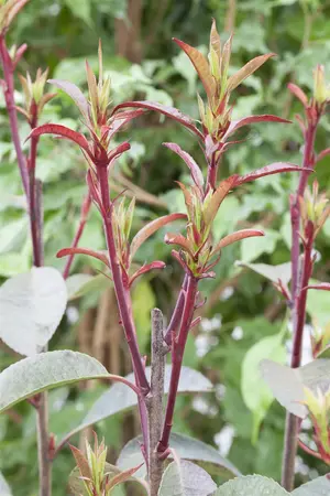 Photinia fraseri 'Birmingham' - 3 Ltr pot - image 5
