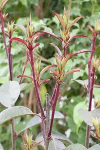 Photinia fraseri 'Birmingham' - 3 Ltr pot - image 5
