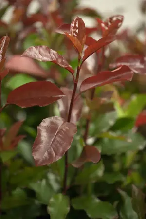 Photinia fraseri 'Camilvy' - 5 Ltr pot - image 2