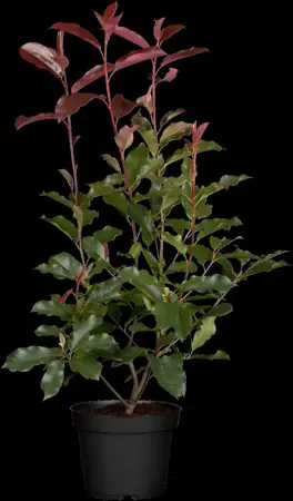 Photinia fraseri 'Camilvy' - 5 Ltr pot - image 1