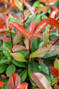 Photinia fraseri 'Devil's Dream' - 4 Ltr pot - image 2