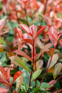 Photinia fraseri 'Devil's Dream' - 4 Ltr pot - image 3