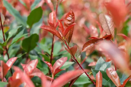Photinia fraseri 'Devil's Dream' - 4 Ltr pot - image 5