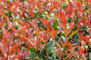 Photinia fraseri 'Devil's Dream' - 4 Ltr pot - image 4