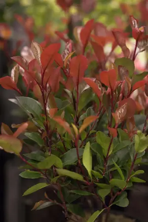 Photinia fraseri 'Dynamo Red' - 25-30 CM C2