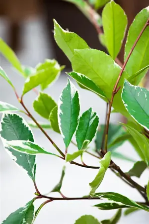 Photinia fraseri 'Louise'? - 3 Ltr pot - image 5