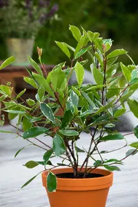 Photinia fraseri 'Louise'? - 50-60 CM C5 - image 4