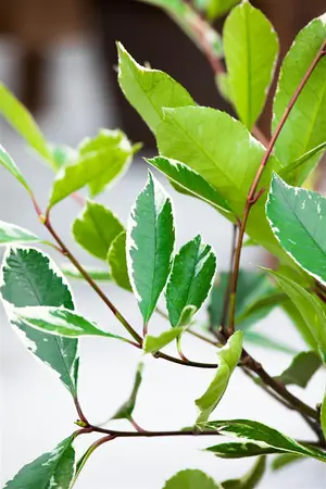 Photinia fraseri 'Louise'? - 60-80 CM C7.5 - image 5