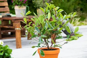 Photinia fraseri 'Louise'? - 3 Ltr pot - image 2