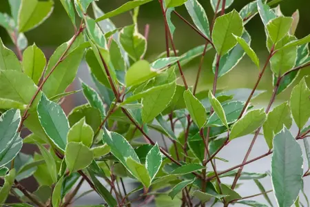 Photinia fraseri 'Louise'? - 3 Ltr pot - image 3