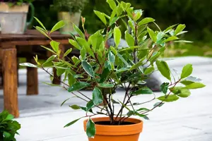Photinia fraseri 'Louise'? - 80-100 CM C15 - image 1