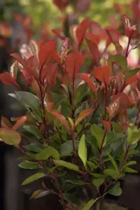 Photinia fraseri 'Mandarino'?