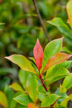 Photinia fraseri 'Mandarino'? - 2 Ltr pot - image 4