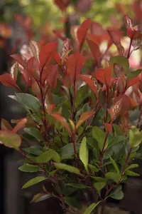Photinia fraseri 'Mandarino'? - 10 Ltr pot - image 4