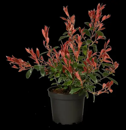 Photinia fraseri 'Mandarino'? - 2 Ltr pot - image 2