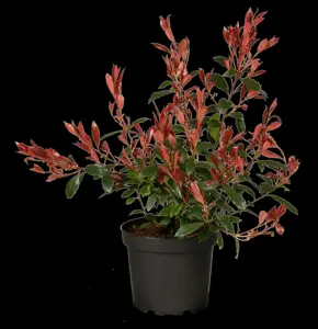 Photinia fraseri 'Mandarino'? - 2 Ltr pot - image 2