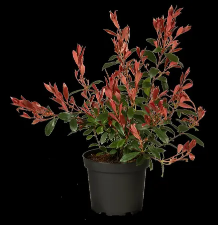 Photinia fraseri 'Mandarino'? - 10 Ltr pot - image 2
