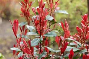 Photinia fraseri 'Mandarino'? - 2 Ltr pot - image 3