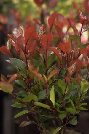 Photinia fraseri 'Red Light' - 30-40 CM C2 - image 3