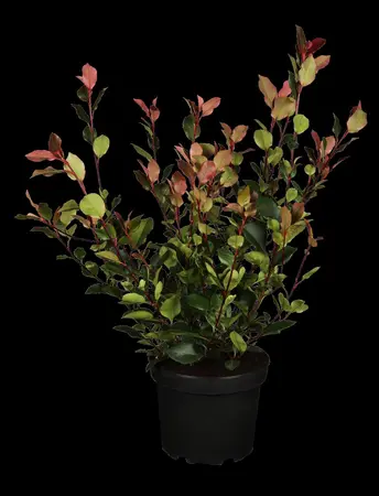 Photinia fraseri 'Red Light' - 30-40 CM C2 - image 5