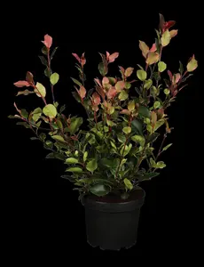 Photinia fraseri 'Red Light' - 30-40 CM C2 - image 5