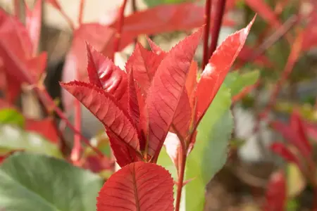 Photinia fraseri 'Red Select'  - 40-50 CM C3 - image 2