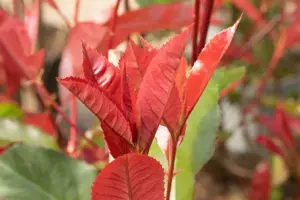 Photinia fraseri 'Red Select'  - 40-50 CM C3 - image 2