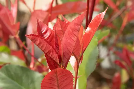 Photinia fraseri 'Red Select'  - LINERS 28 CEL TRAY P8 SIZE - image 1