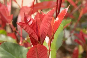 Photinia fraseri 'Red Select' 