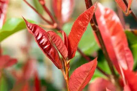 Photinia fraseri 'Red Select'  - LINERS 28 CEL TRAY P8 SIZE - image 2
