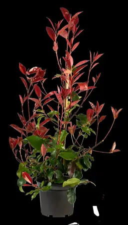 Photinia fraseri 'Red Select'  - 40-50 CM C3 - image 1