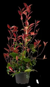 Photinia fraseri 'Red Select' 