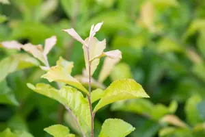 Photinia villosa