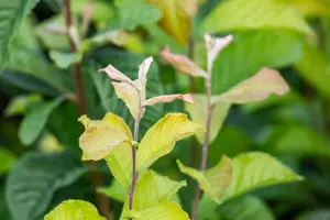 Photinia villosa - 175-200  CM C20 - image 4