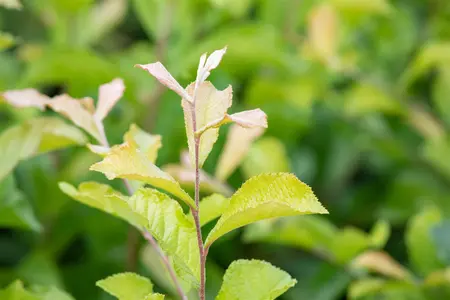 Photinia villosa - 60-80 CM C5 - image 1