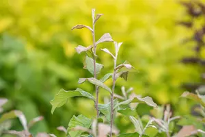 Photinia villosa - 60-80 CM C5 - image 2