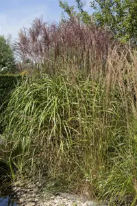 Phragmites australis - 2 Ltr pot - image 3