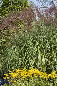 Phragmites australis - 2 Ltr pot - image 4