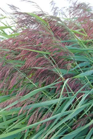 Phragmites australis - 2 Ltr pot - image 1